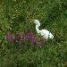 Grande Aigrette