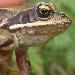 Grenouille rousse