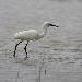 Aigrette garzette