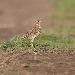 Pipit farlouse