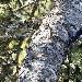 Pic tridactyle