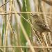 Phragmite des joncs