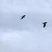 Grand Corbeau