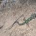 L�zard tyrrh�nien