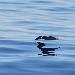Puffin de Scopoli