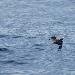 Puffin de Scopoli