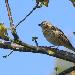 Pipit des arbres