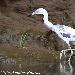 Aigrette bleue