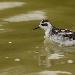 Phalarope à bec étroit