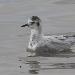 Mouette pygme