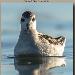 Phalarope à bec étroit
