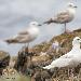 Goéland à ailes blanches