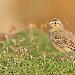 Pipit rousseline