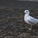 Goéland à bec cerclé