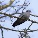 Pigeon colombin