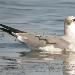 Mouette atricille