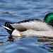 Canard colvert