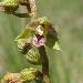 Epipactis  petites fleurs