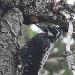 Pic tridactyle