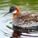 Phalarope à bec étroit