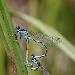 Agrion mignon