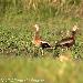 Dendrocygne  ventre noir