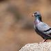 Pigeon biset (domestique y compris)