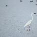 Grande Aigrette