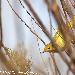 Paruline jaune