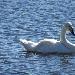 Cygne chanteur