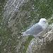 Mouette tridactyle