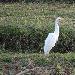 Aigrette intermdiaire