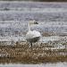 Cygne de Bewick