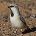 Moineau blanc