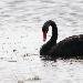 Cygne noir