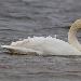 Cygne chanteur