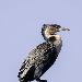 Cormoran  poitrine blanche