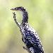 Cormoran africain