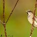 Moineau domestique