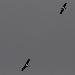 Cigogne noire