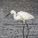 Aigrette garzette