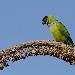 Conure nanday