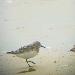 Bécasseau sanderling