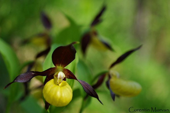 Ouverture_liste_orchidees